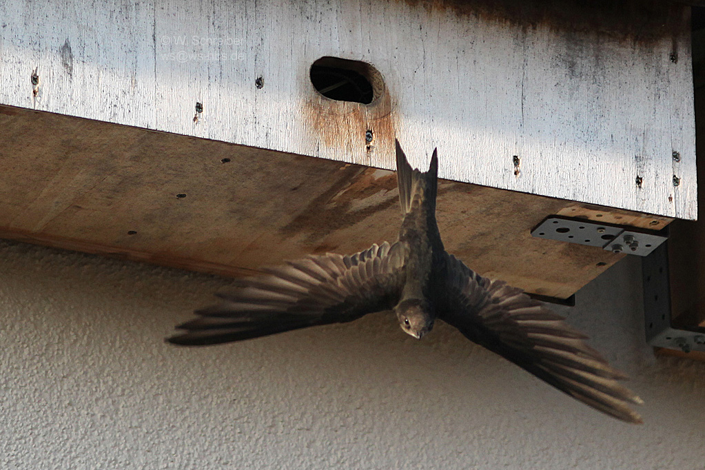 Mauersegler Abflug