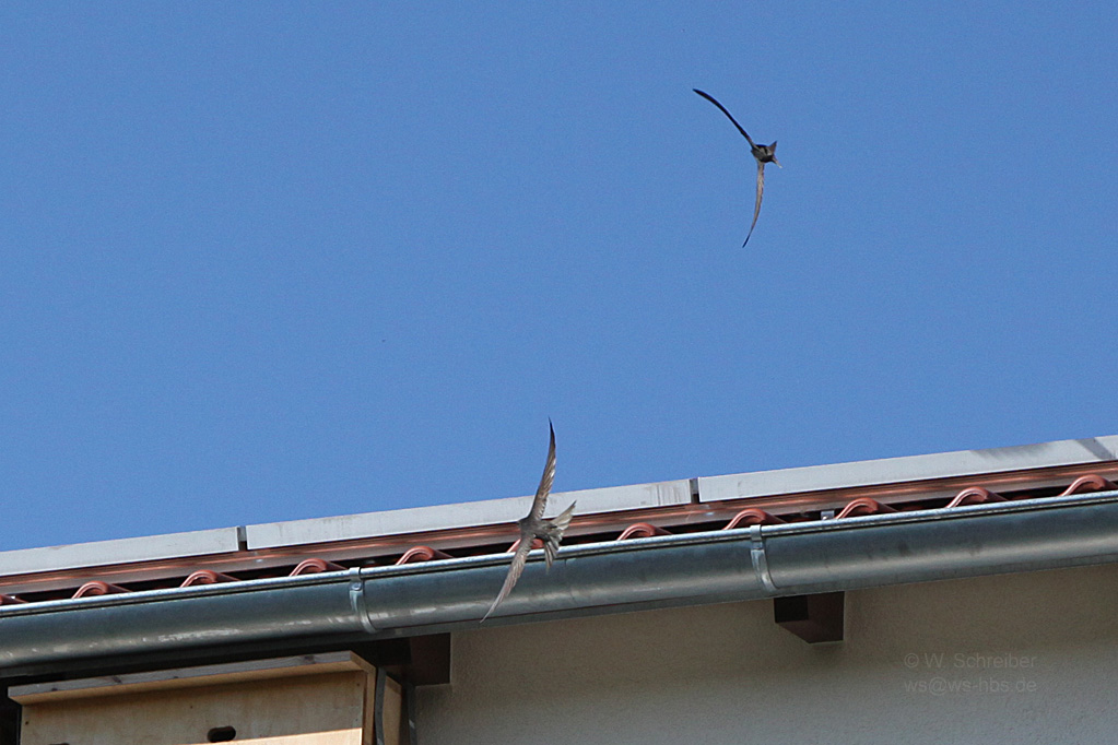 Mauersegler Flugkuenste