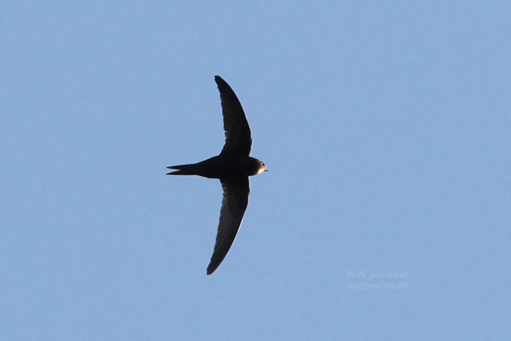 Mauerseglerflugbild