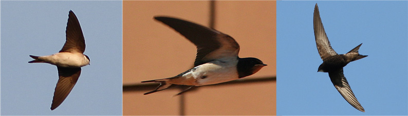 Flugbilder - Mehlschwalbe, Rauchschwalbe, Mauersegler