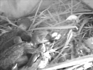 Mauersegler Jungvoegel