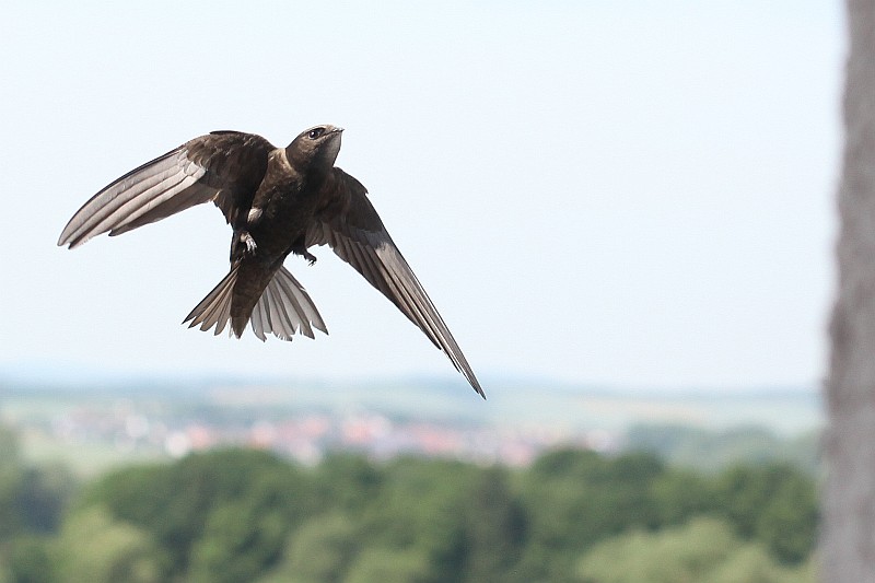 Landeanflug