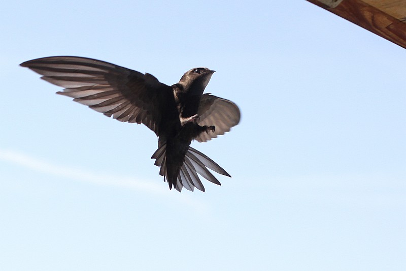 Landeanflug