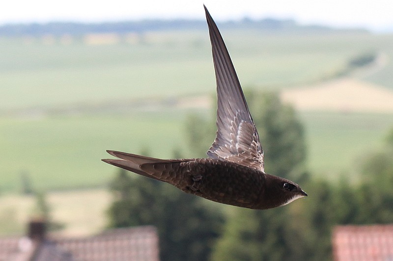 Vorbeiflug