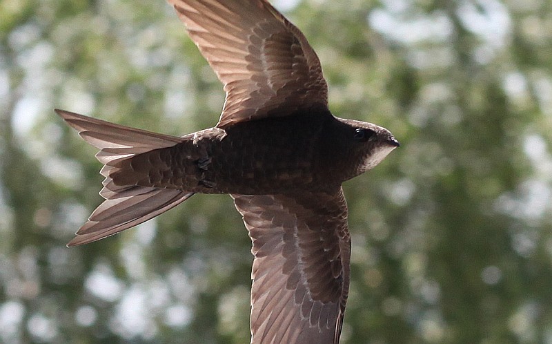 Vorbeiflug