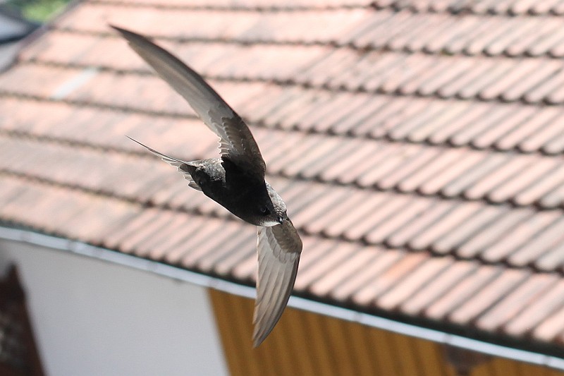 Vorbeiflug