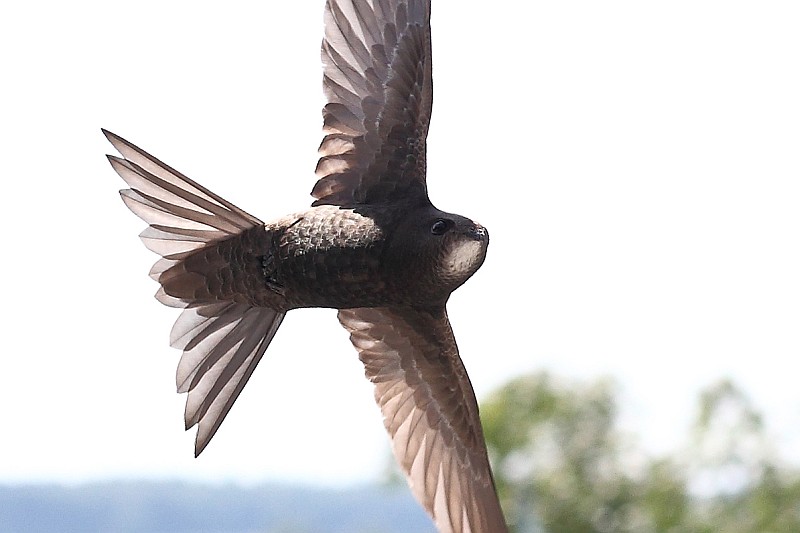 Vorbeiflug