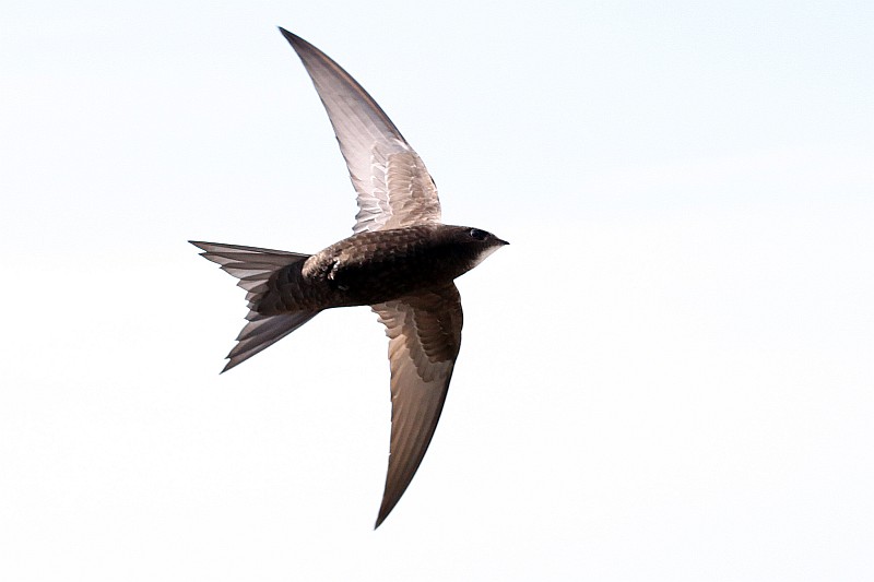 Vorbeiflug