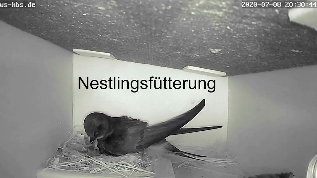 Nestlingsfütterung