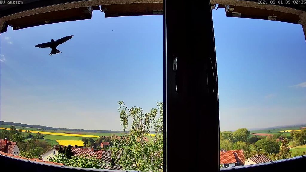 Mauerseglerlandung im Nistkasten