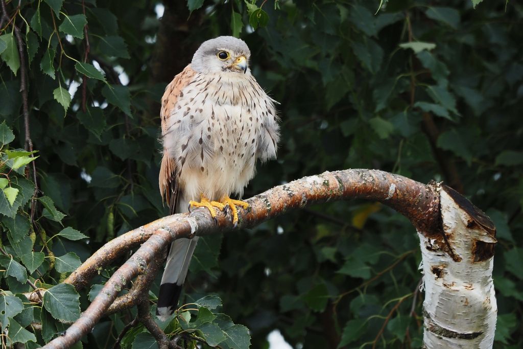 Turmfalke