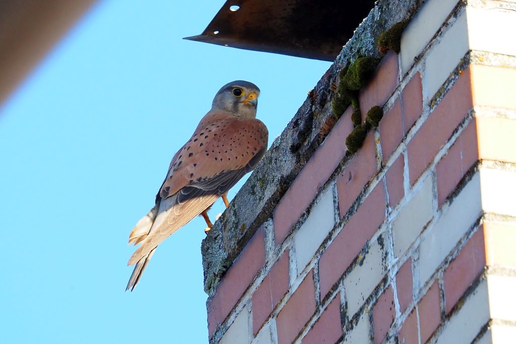 Falke auf Schornstein