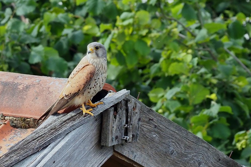 Falke auf schuppen