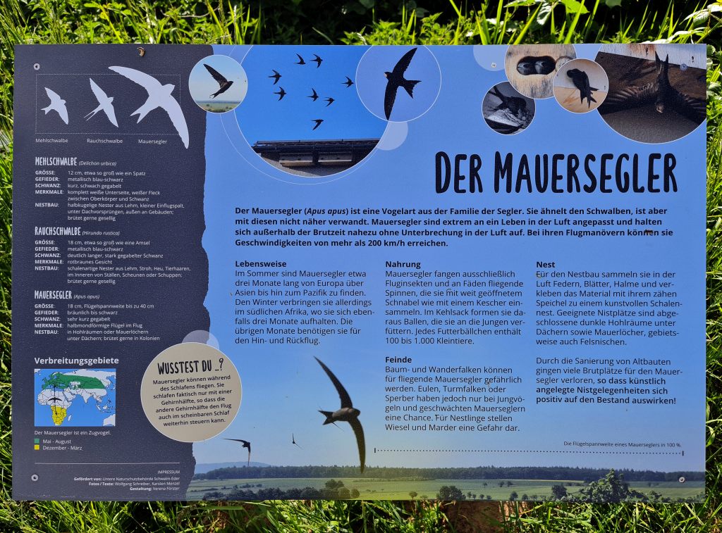 Infotafel Mauersegler