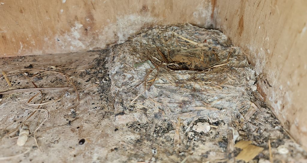 Nest
