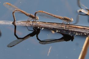 Winterlibelle