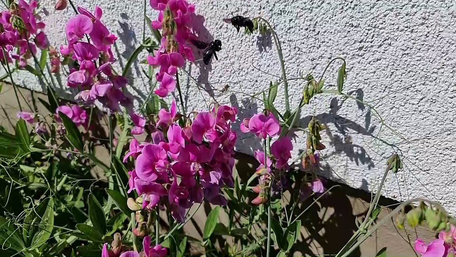 Holzbienen
