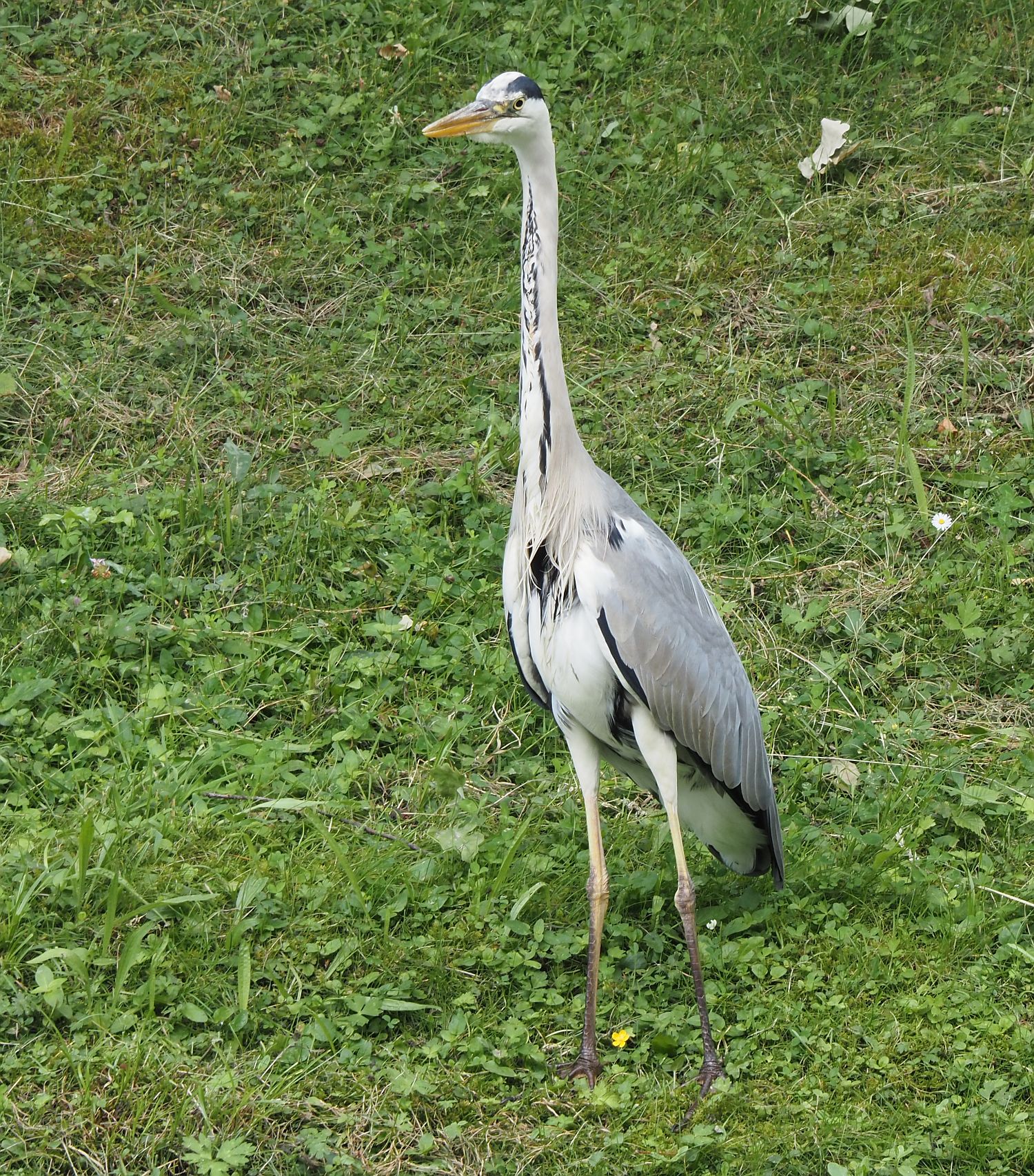 Graureiher