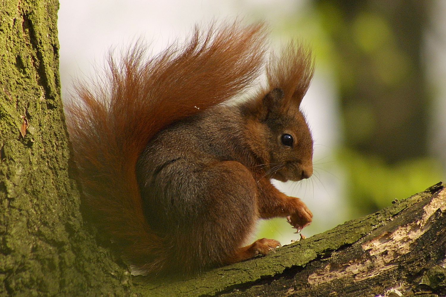 Eichhörnchen