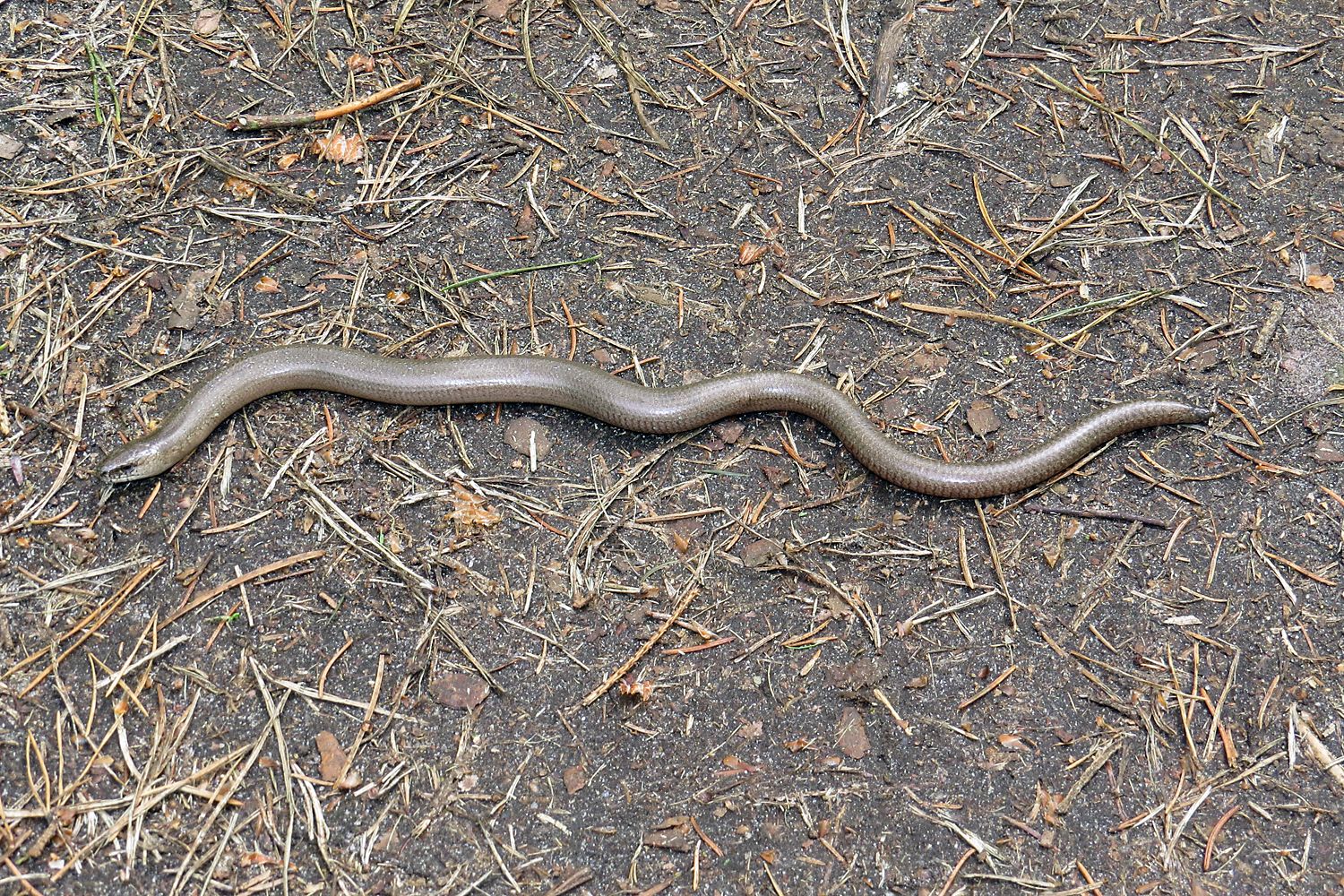 Blindschleiche