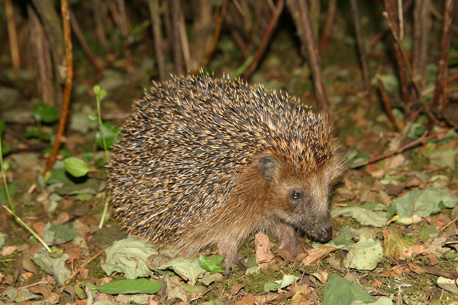 Igel