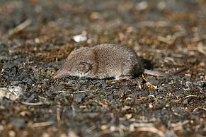 Spitzmaus