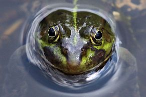 Teichfrosch