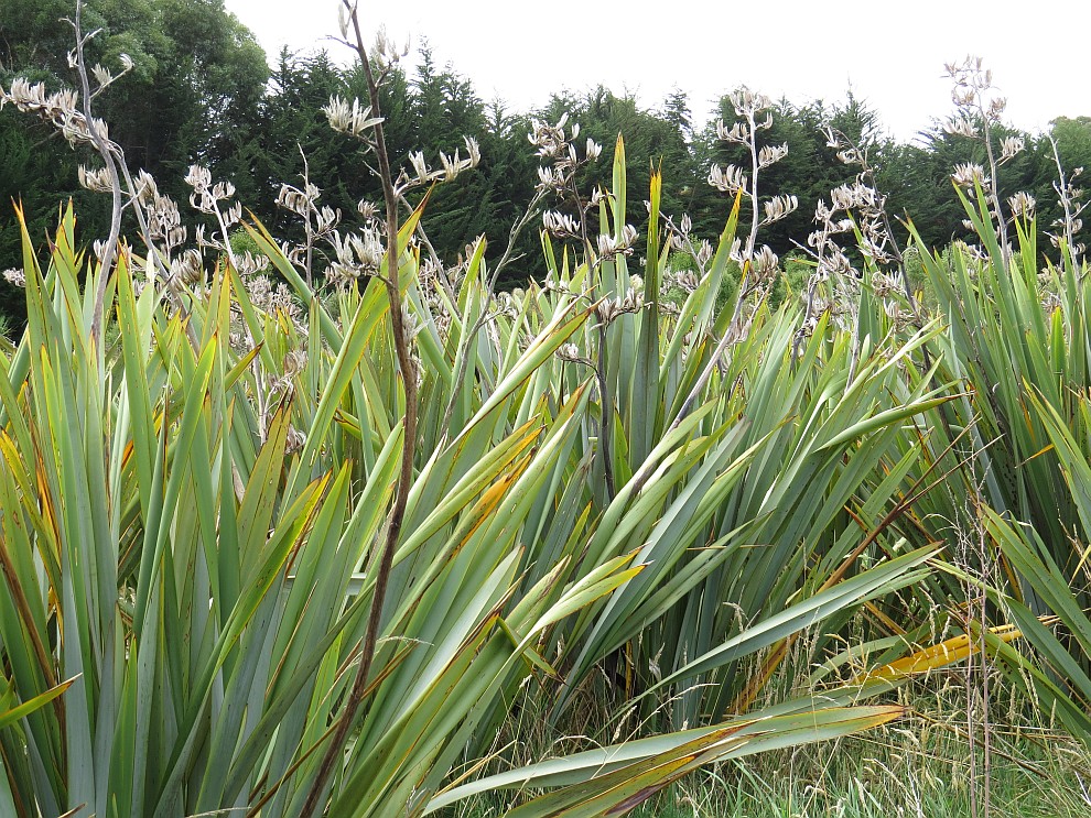 Neuseeländischer Flachs - swamp flax