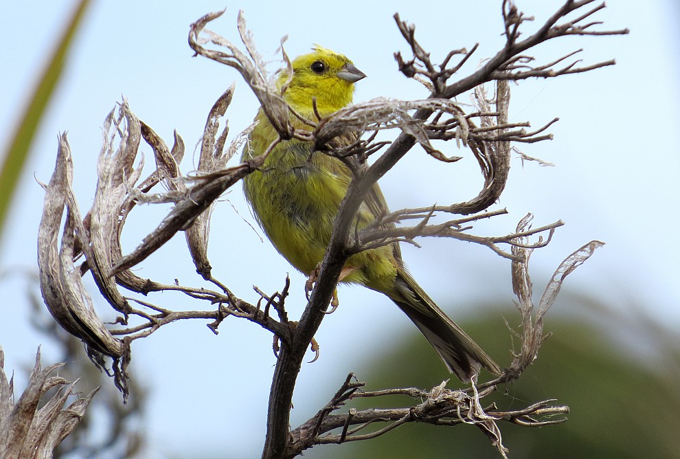 Yellowhead