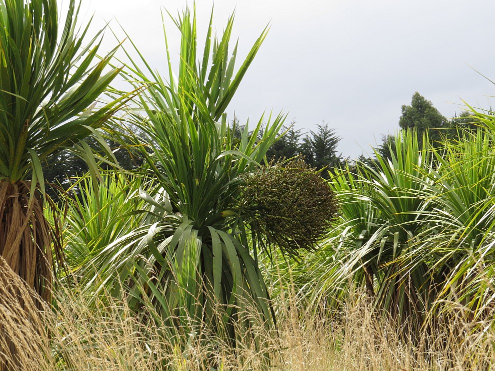 Otioua Wetlands