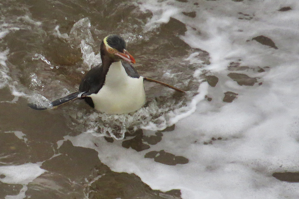 Gelbaugenpinguin bei der Rückkehr