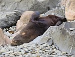 Seelöwe