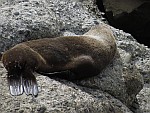 Seelöwe