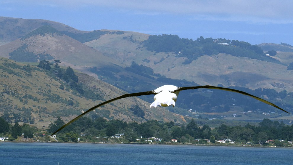 Royal Albatross