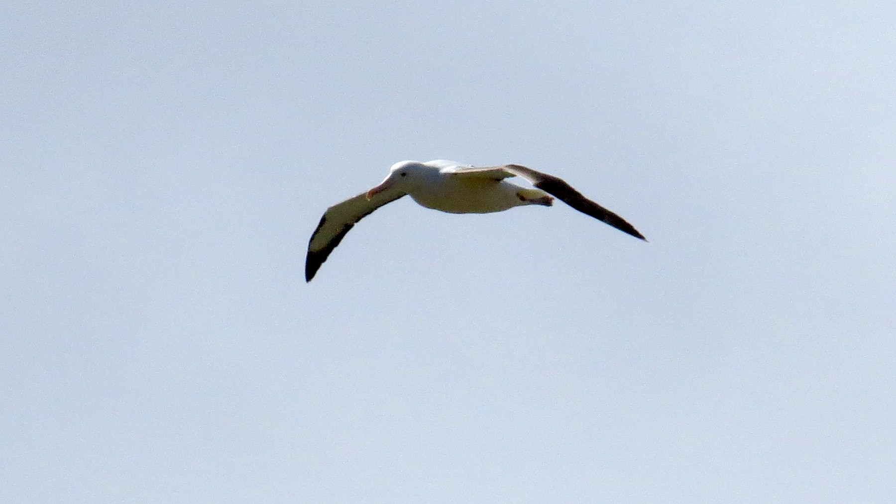 Albatros