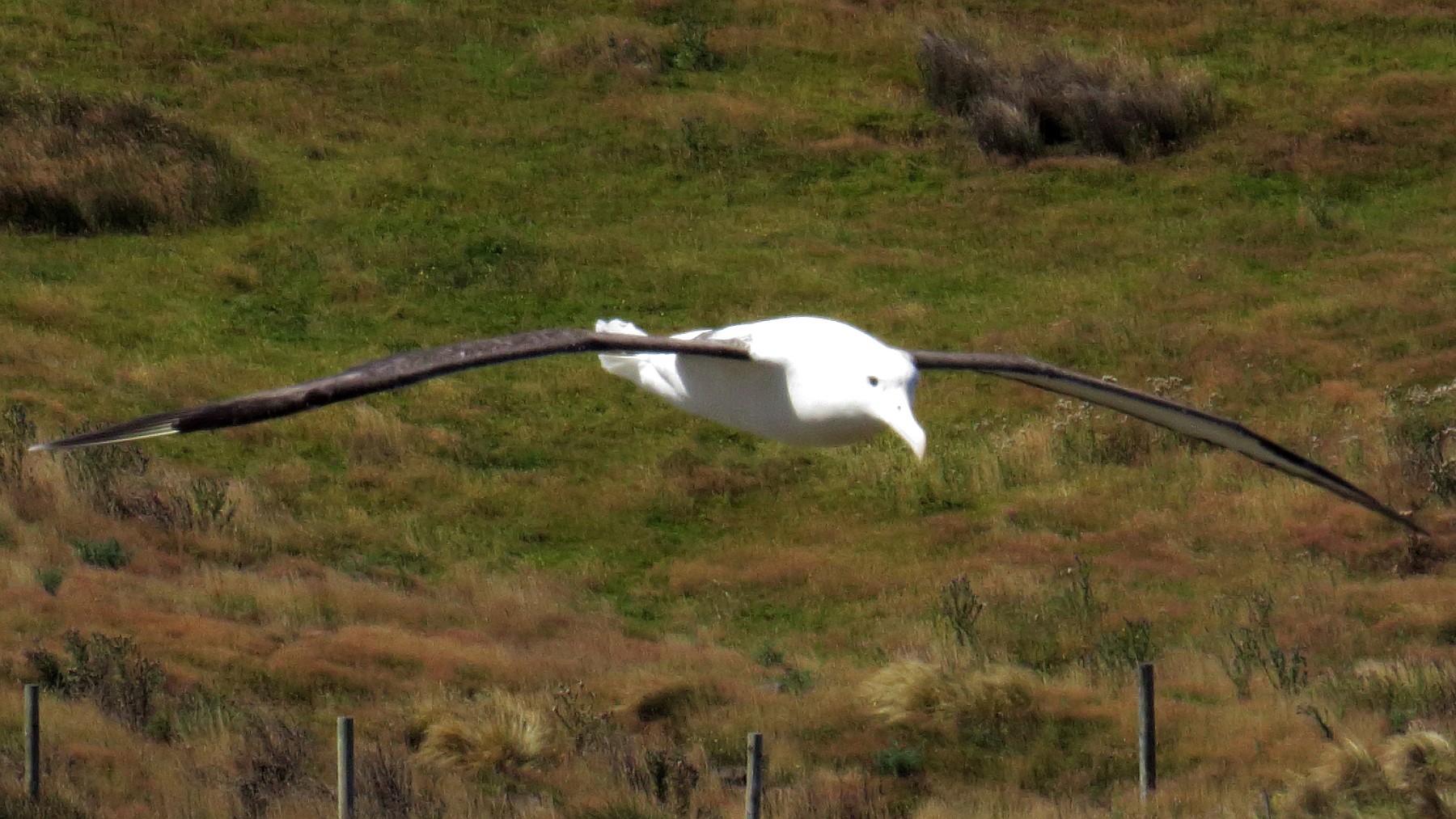 Albatros