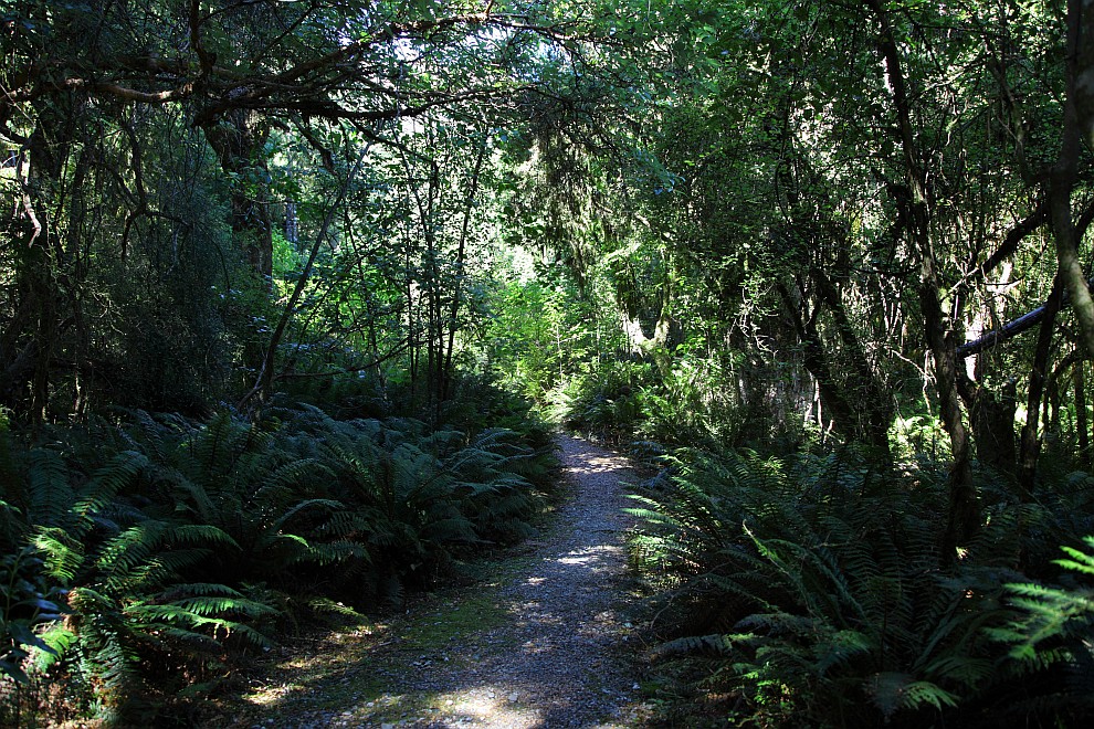 Makarora Nature Bush