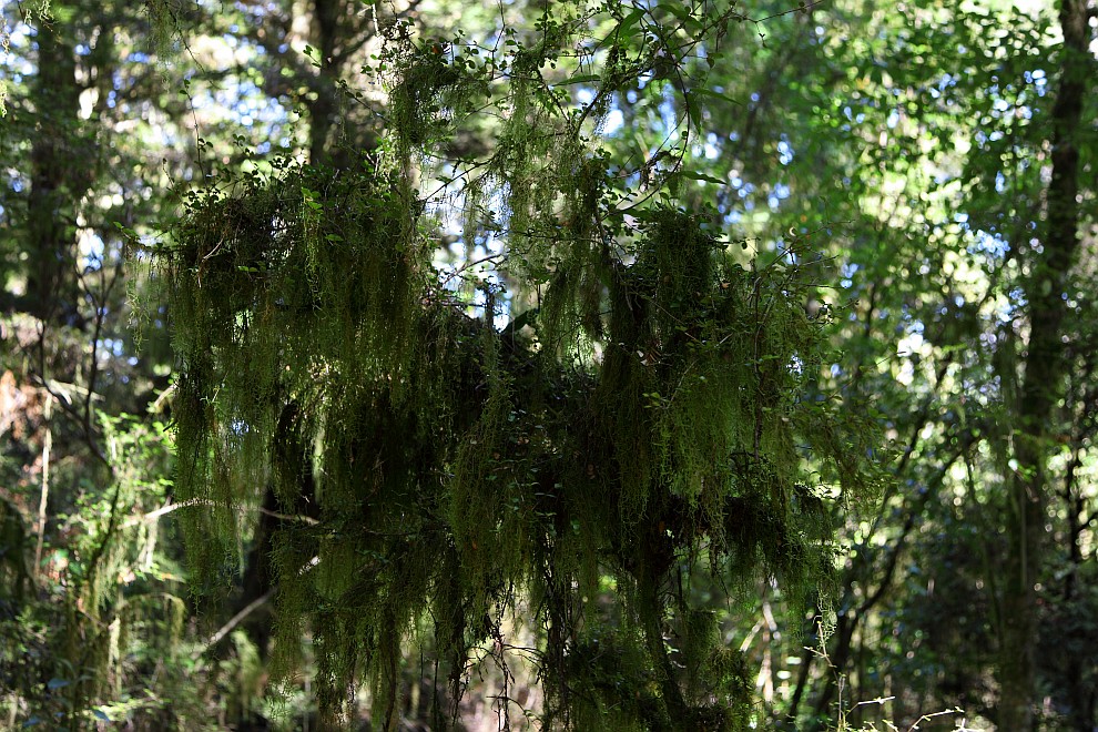 Makarora Nature Bush