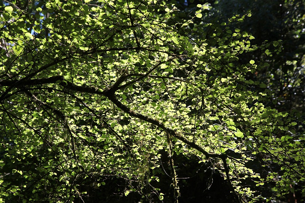 Makarora Nature Bush