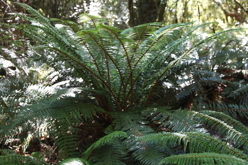 Makarora Nature Bush