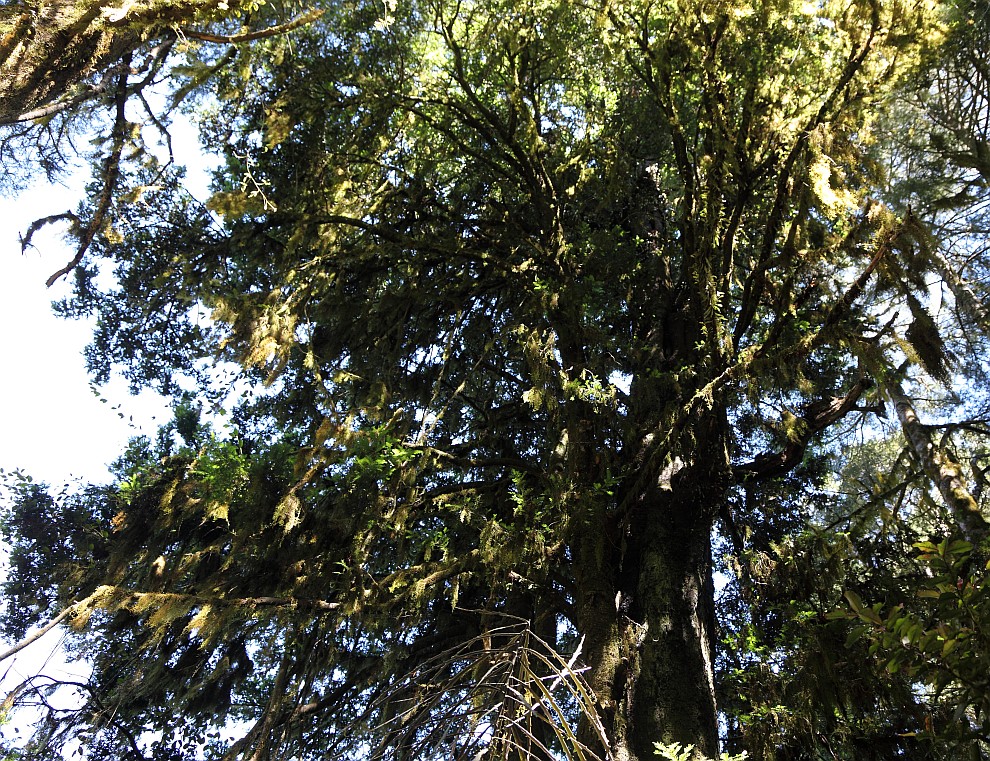 Makarora Nature Bush