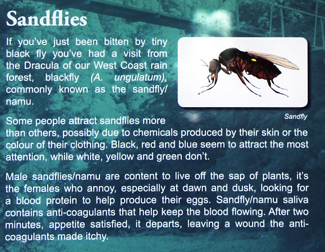 Sandfly