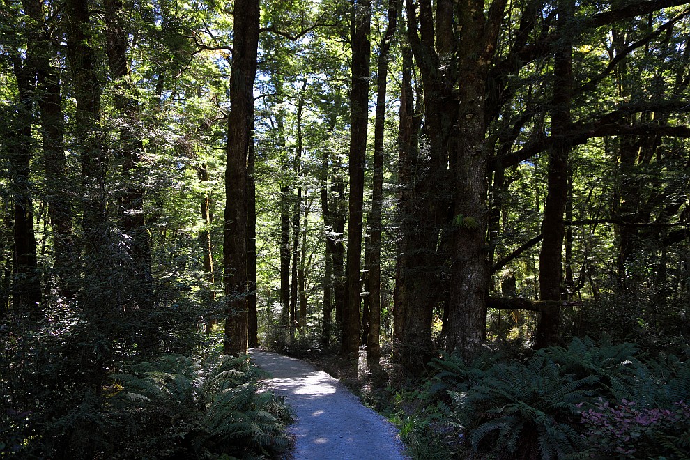 Waldweg zu den Blue Pools