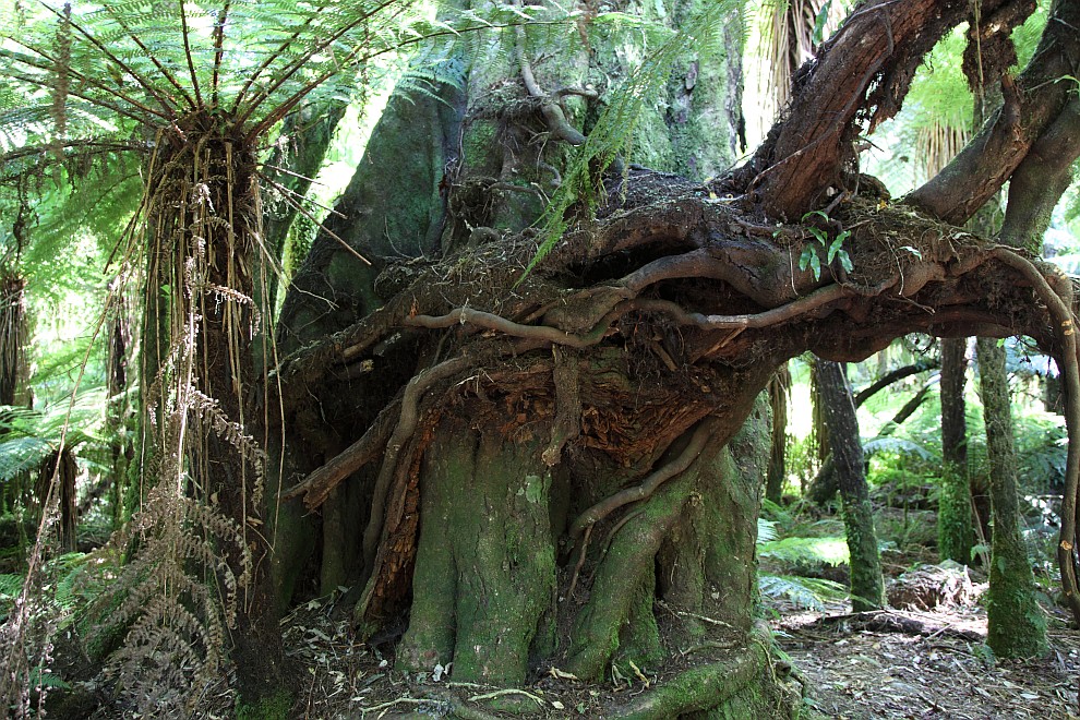 Baum
