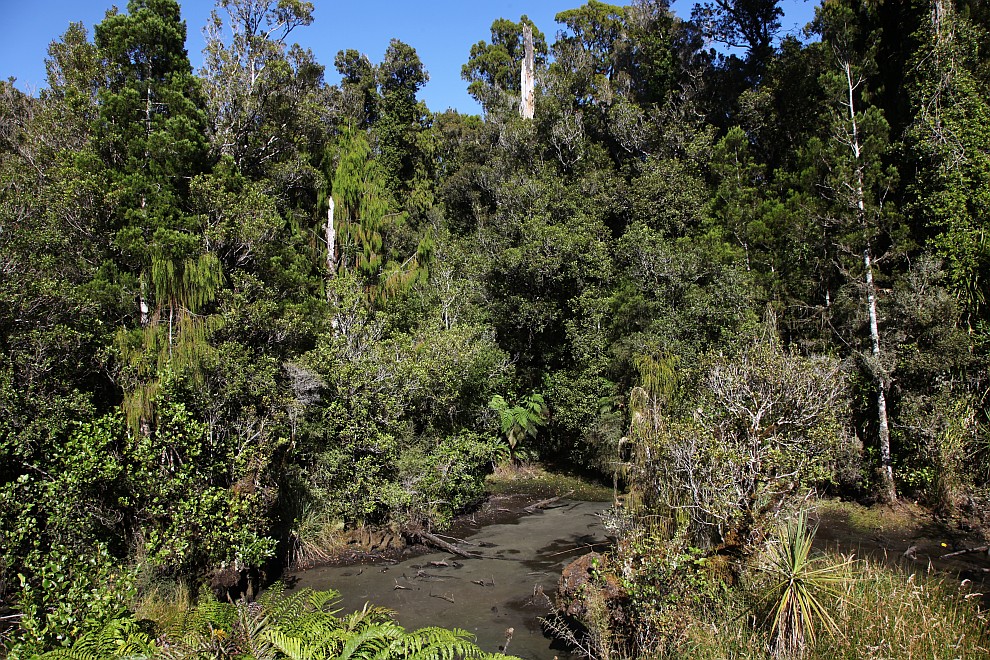 Swamp Forest Walk