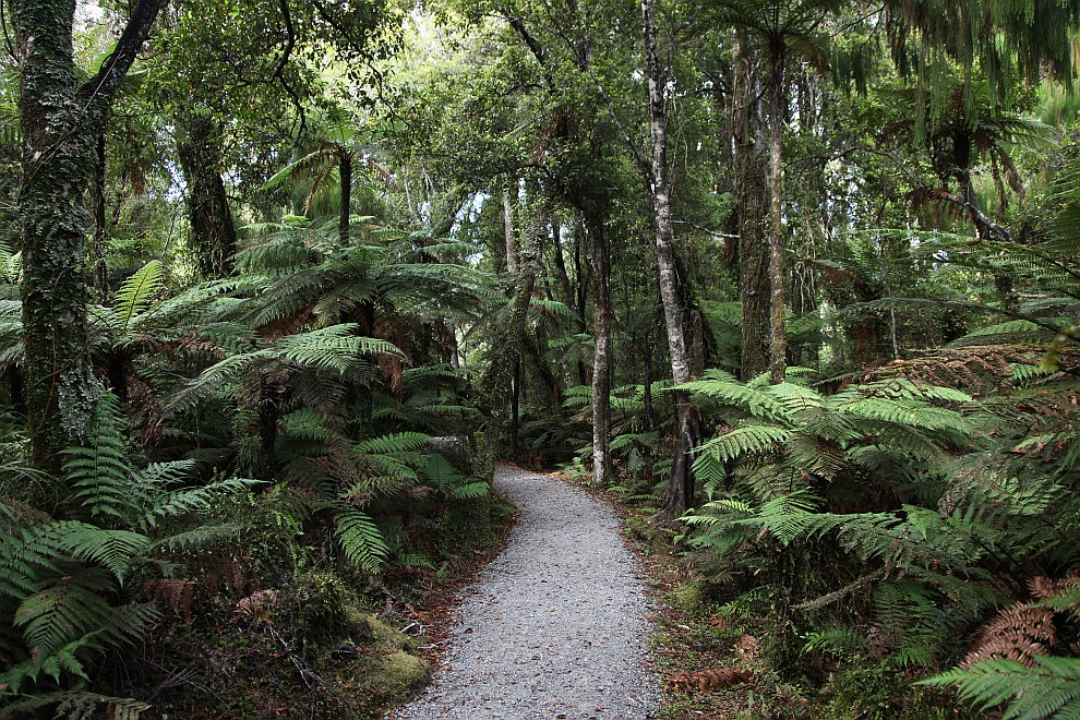 Swamp Forest Walk