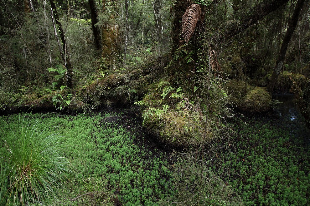 Swamp Forest Walk