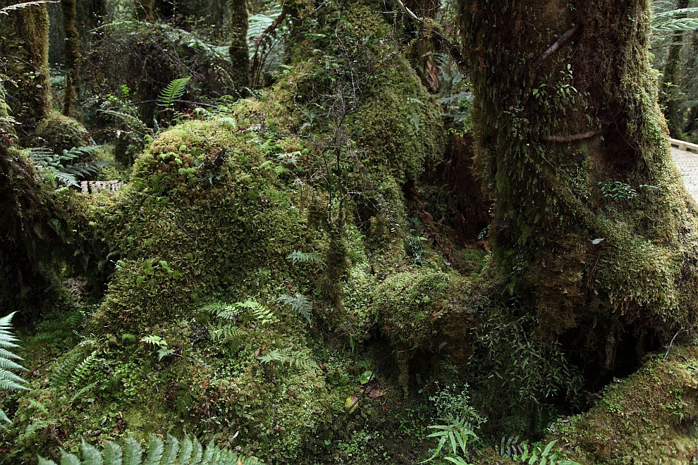 Swamp Forest Walk