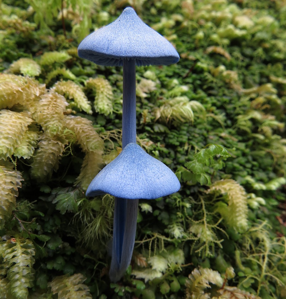 Entoloma hochstetteri
