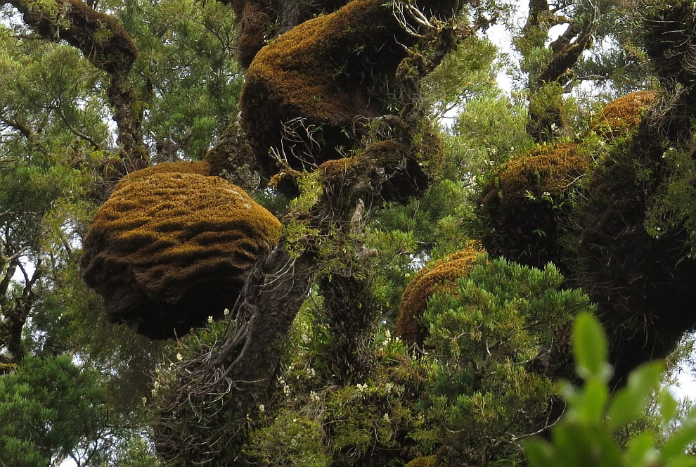 Kahikatea